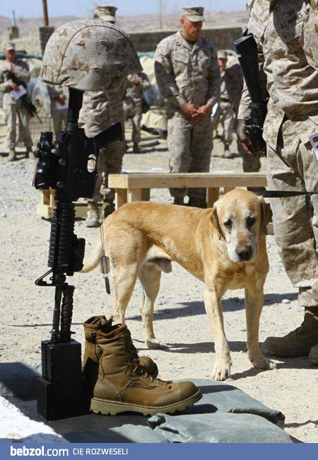 Pies po stracie przyjaciela