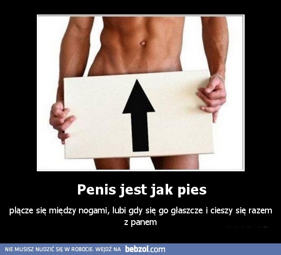 Penis jest jak pies