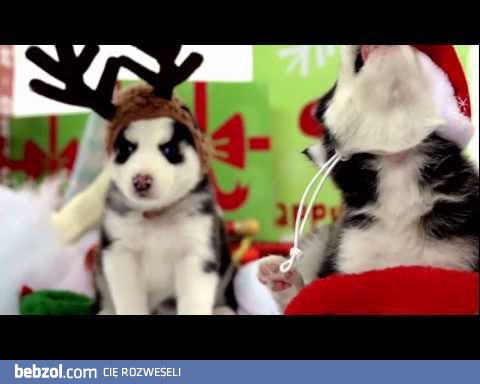 Świąteczne Husky