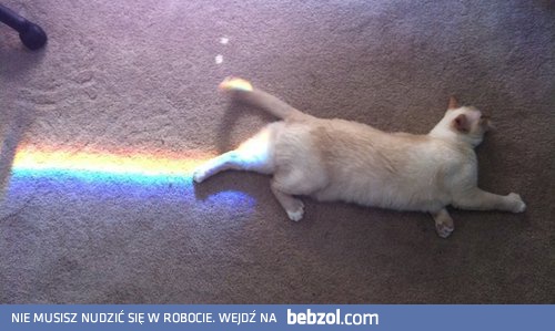 Nyan cat