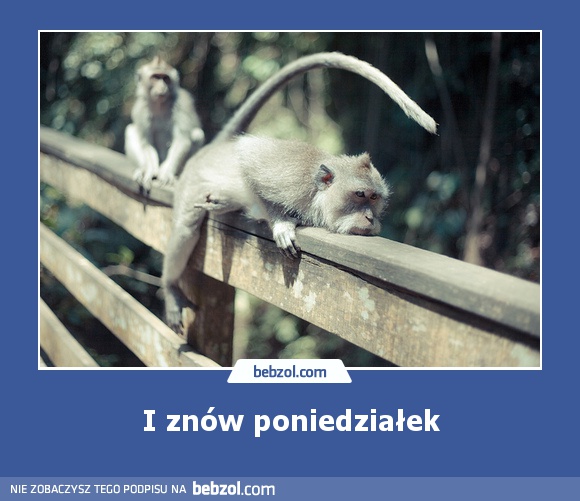 I znów poniedziałek