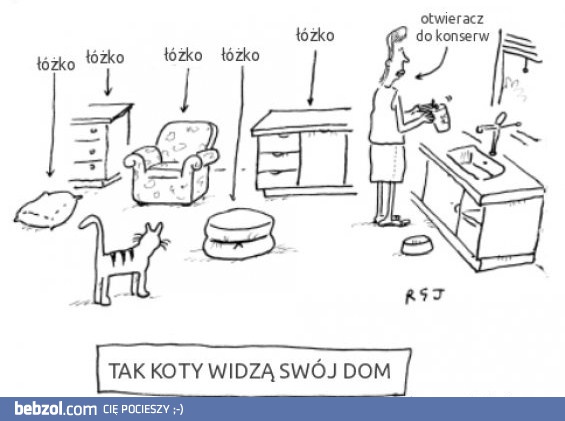 Tak koty widzą dom