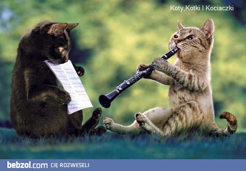 Muzykalne kotki  