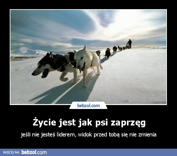 Życie jest jak psi zaprzęg