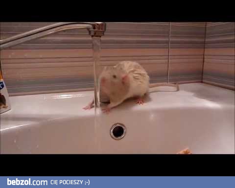 szczur bierze prysznic