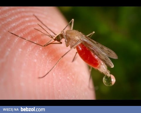 Pułapka na komary z pustej butelki