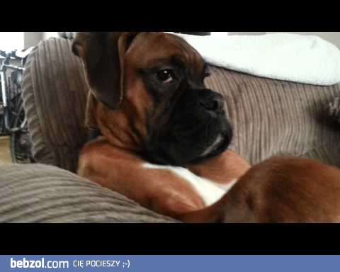 Elegancki leń fotelowy