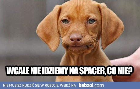 Wcale nie idziemy na spacer, no nie?