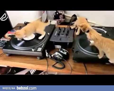 DJ pussy 