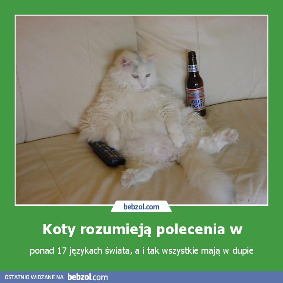 Koty rozumieją polecenia w