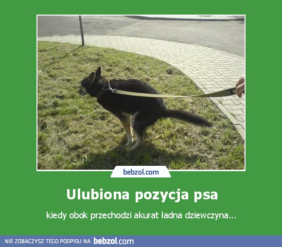 Ulubiona pozycja psa