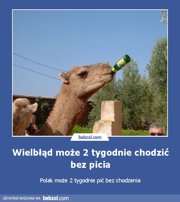 Wielbłąd może 2 tygodnie chodzić bez picia