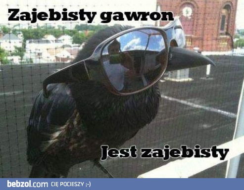 Zajebisty gawron