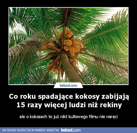 Co roku spadające kokosy zabijają 15 razy więcej ludzi niż rekiny