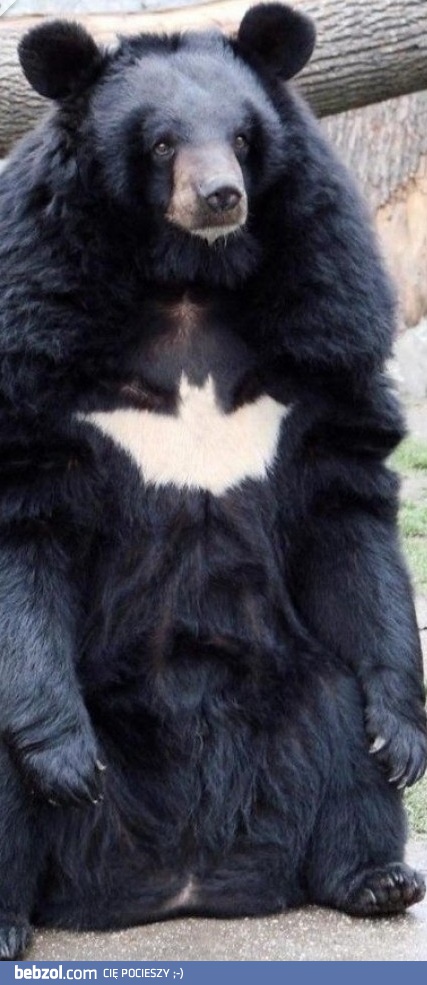 BAT-BEAR