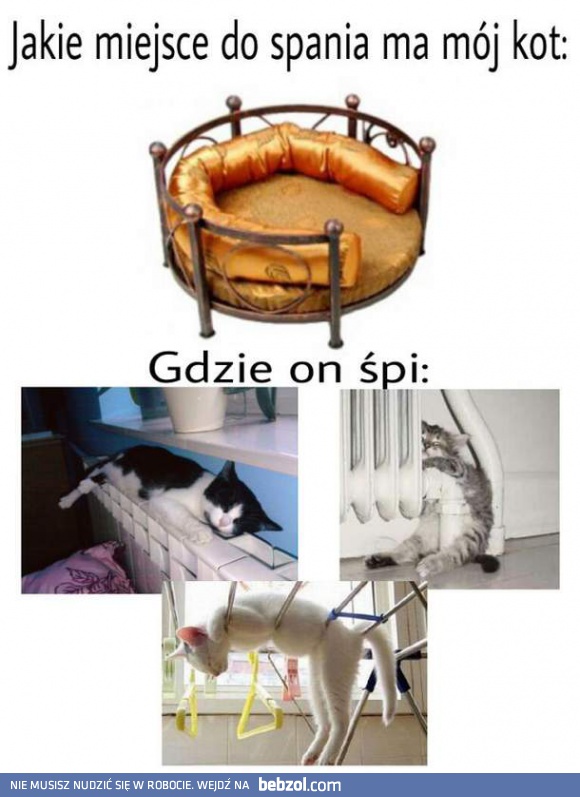 Gdzie śpi mój kot