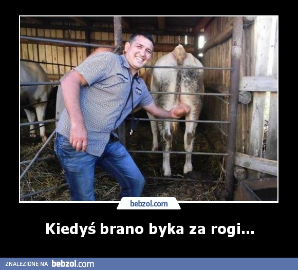 Kiedyś brano byka za rogi...