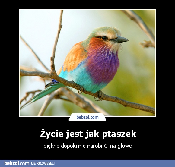 Życie jest jak ptaszek