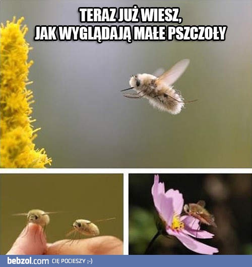 Małe pszczółki