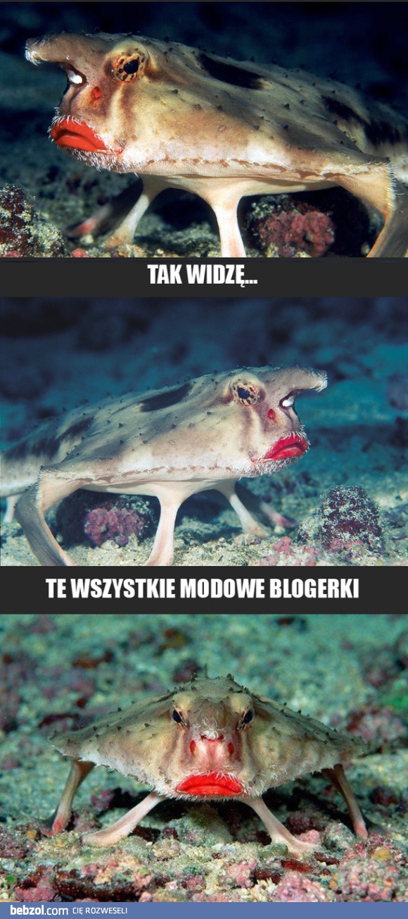 Blogerki modowe