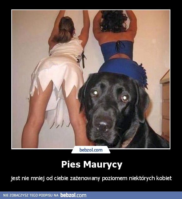 Pies Maurycy