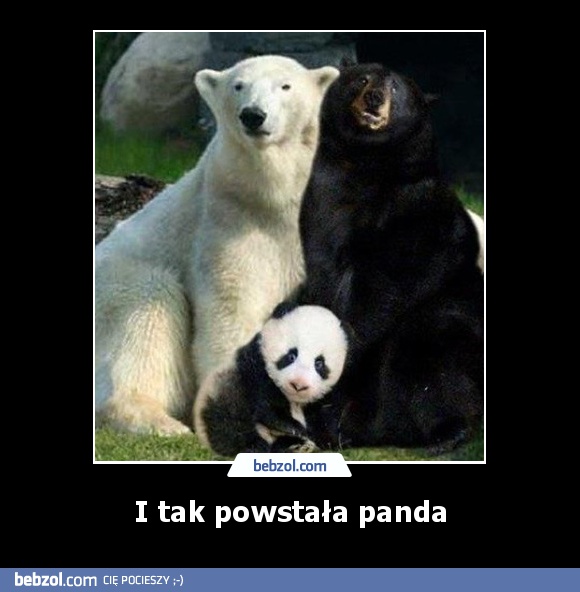 I tak powstała panda
