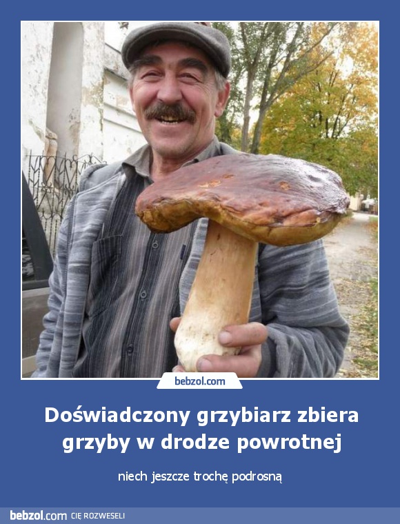 Doświadczony grzybiarz zbiera grzyby w drodze powrotnej