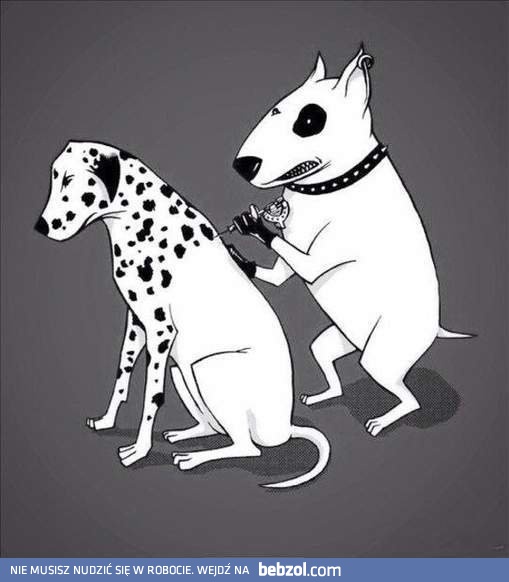 Cała prawda o dalmatyńczykach