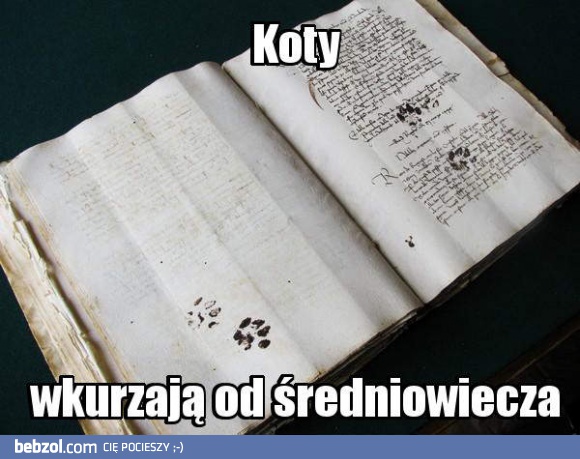Wkurzające koty