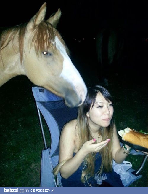 Czy jest suchy chleb? Dla konia.