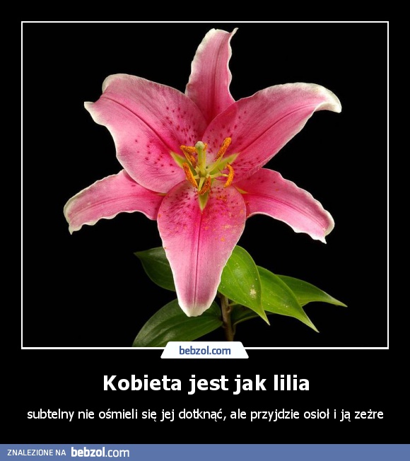 Kobieta jest jak lilia