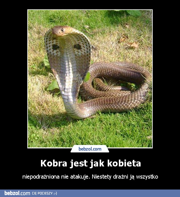 Kobra jest jak kobieta