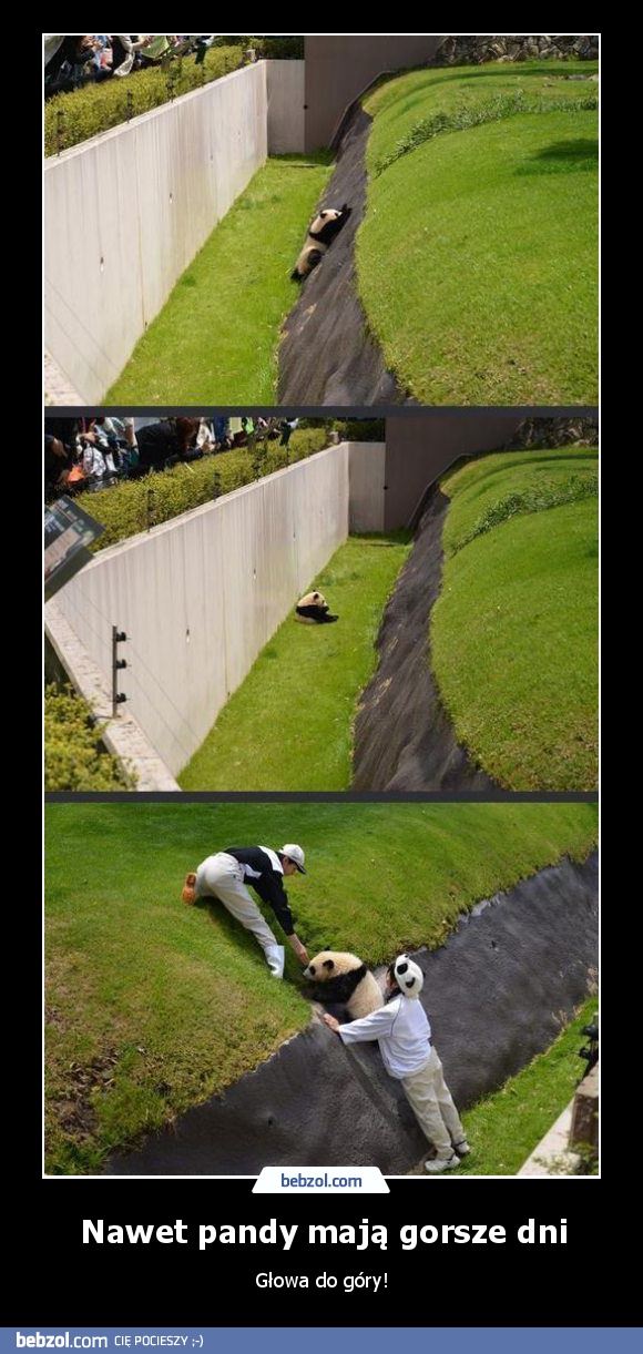 Nawet pandy mają gorsze dni