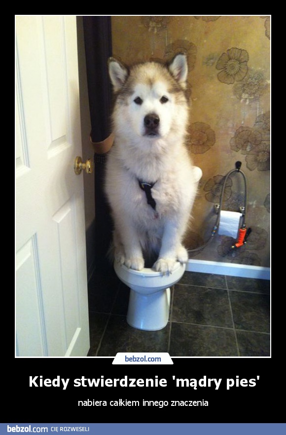 Kiedy stwierdzenie 'mądry pies'