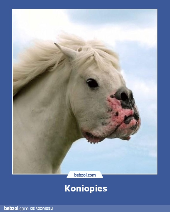 Koniopies