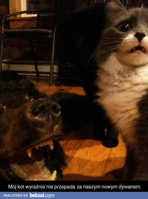 Nowy dywan vs kot
