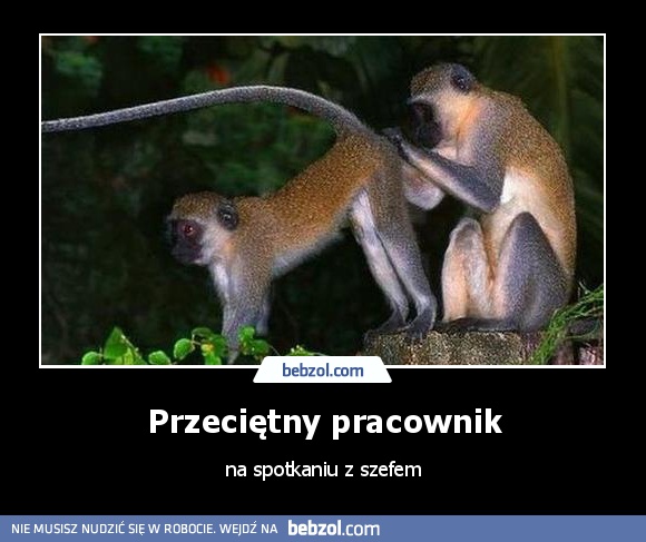 Przeciętny pracownik