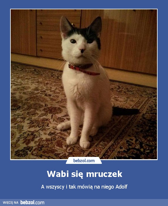 Wabi się mruczek