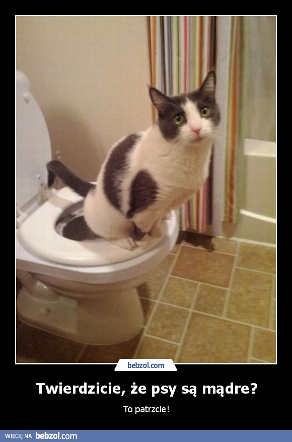 Twierdzicie, że psy są mądre?