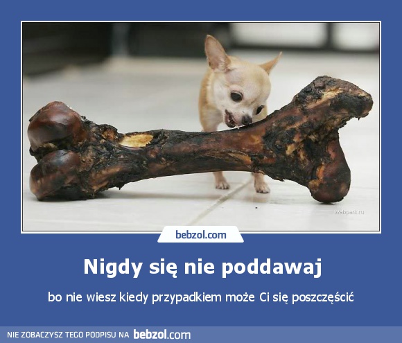 Nigdy się nie poddawaj