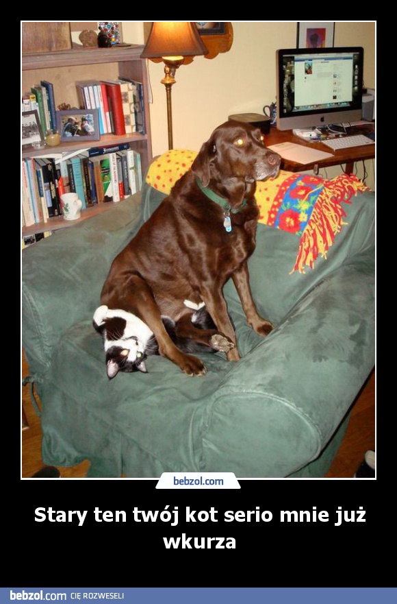 Stary ten twój kot serio mnie już wkurza
