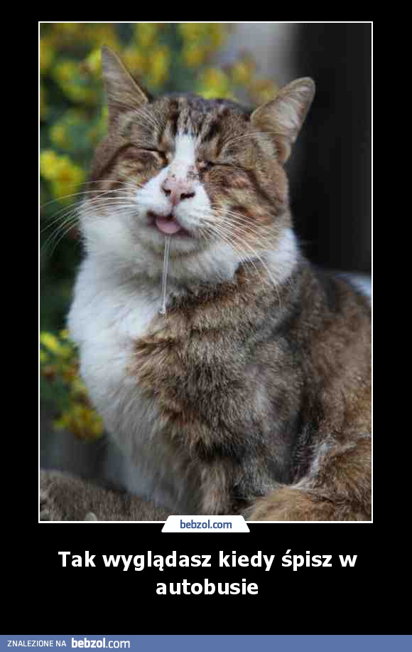 Tak wyglądasz kiedy śpisz w autobusie
