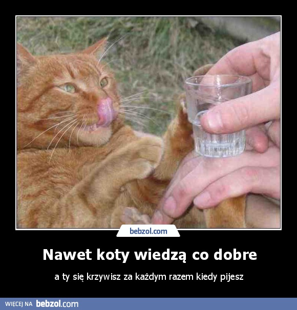 Nawet koty wiedzą co dobre