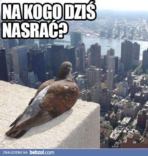 Gołębiowe rozterki