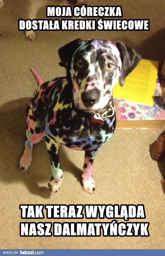 Mały tuning dalmatyńczyka