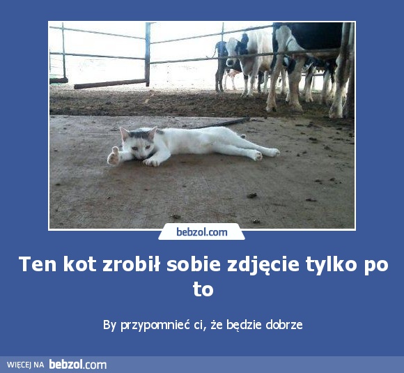 Ten kot zrobił sobie zdjęcie tylko po to