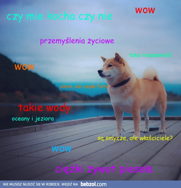 Piesełowe przemyślenia