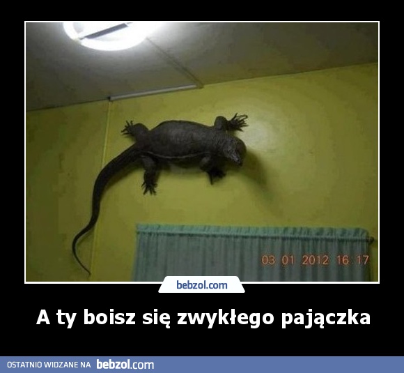 A ty boisz się zwykłego pajączka