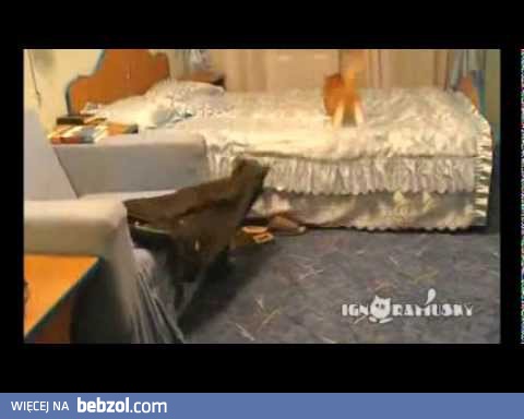 Koci krytyk muzyczny