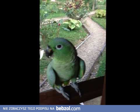 Bardzo śmiechowa papuga